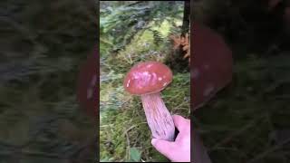 Porcini Mashroom porcini mashroom funghi grzyby hribi boletus shorts 2024 [upl. by Oramug]