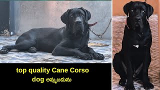 top quality Cane Corso dog for sale in telugu 77027 16112 aj pets [upl. by Assilana977]