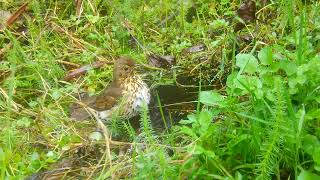 Song Thrush in the pond [upl. by Iuqcaj]