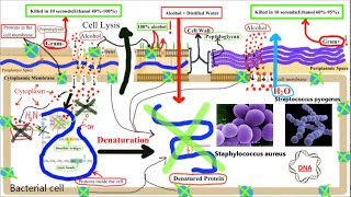 Pharmacology of ANTISEPTICS and DISINFECTANTS Part 1Alcohols [upl. by Lattonia]