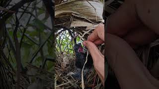 Baby Greater coucal birds Eat lobster 🦞🦐 [upl. by Seys807]