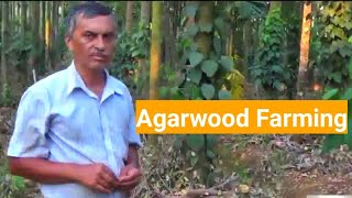 Agarwood Farming in Karnataka [upl. by Richers]