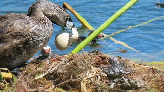 Last egg hatched part 6 Piedbilled grebe nesting [upl. by Caspar29]