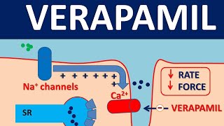 Verapamil  Mechanism side effects and uses [upl. by Meneau]