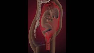 Precious moments of Child inside the womb 3D Animation [upl. by Ahsitauq]