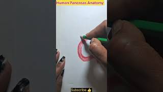 Human Pancreas Anatomy diagram shorts [upl. by Aurlie]