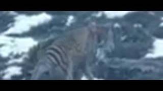 Tasmanian Tiger Filmed in Central Tasmania 2012 [upl. by Nessim]