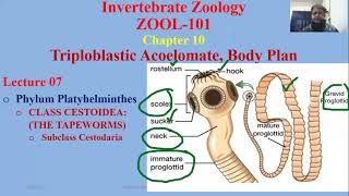 Class Cestoidea Subclass Cestodaria amp Eucestoda [upl. by Doble]