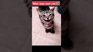 wee wee wee cat🤣 [upl. by Jed300]