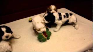 Cocker Spaniel Puppies  4 weeks old [upl. by Lejna]