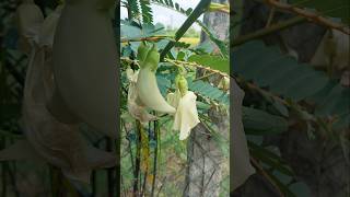 hummingbird flowers agathi sesbania grandiflora avisha shortsviral ytshorts nature greenary [upl. by Ahtelahs]