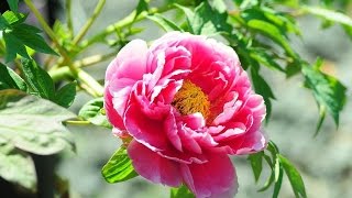 ★ MEANING OF PEONY ★ [upl. by Obadiah]