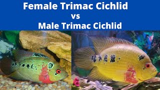 Male Vs Female Trimac Cichlid  How to Determine The Difference [upl. by Alexio]