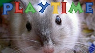 How Long You Should Play With Your Gerbils [upl. by Freida]