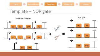 Reconfiguring genetic circuits with light [upl. by Killy]