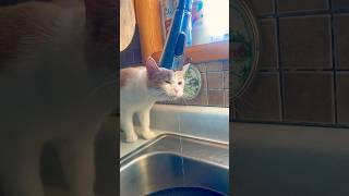 Little Peaches 🐈💧cat kitten water sink fyp shorts cute [upl. by Afihtan]