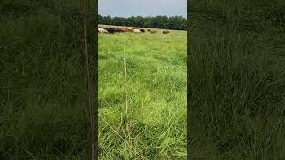 Carbon Cowboys are AMP grazing in Missouri [upl. by Ynomrah]