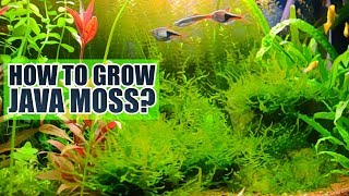 How to grow Java moss Basics [upl. by Hong]