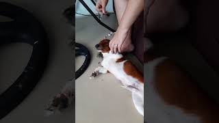 dogbreeds pet chiki taking medssick [upl. by Aramaj429]