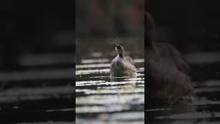 Rednecked Grebe [upl. by Hterag707]