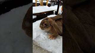 Кролики Серьезный bunny rabbitry animals rabbitfarming cute rabbitbreeds rabbitfood rabbit [upl. by Ilrebmik]