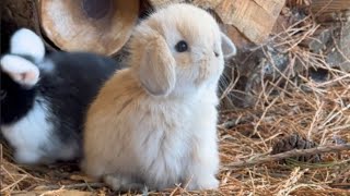 Holland lop Beige bunny amp siblings play❤️ [upl. by Merras674]