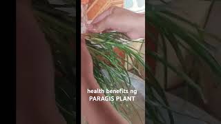 PARAGIS PLANT [upl. by Damick]