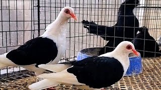 Best fancy pigeon farm Inside a Fancy Pigeon Breeding cages  Loft Designs Daily Activities amp More [upl. by Naujuj]