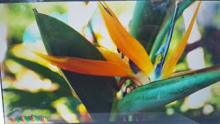 BIRD OF PARADISE BLOOM ENCOURAGEMENT  TROPICAL PLANT PARTY [upl. by Lulita331]