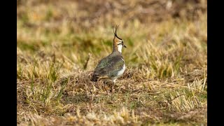 A Haunting video capturing the sights and sounds of lapwings calling on the moor [upl. by Barling]