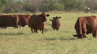 The American Rancher featuring the Nunley Brothers [upl. by Assirroc]