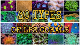 30 TYPES OF LPS CORALS [upl. by Yelra578]