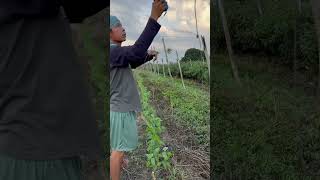 Planting string beans compilation video love nature farming shorts trending viral video [upl. by Duff610]