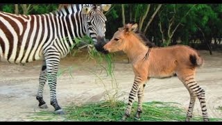 Rare Zonkey Born In Mexico Zebra  Donkey Foal Khumba Reynosa Zoo Debut [upl. by Eugenia]