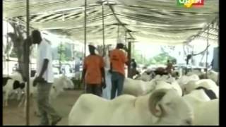 Concours du plus beau mouton de la Tabaski 2012 au Sénégal [upl. by Eltsirhc]