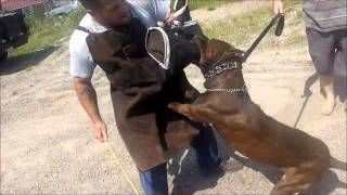 Donovan Pinscher DUKE two of his litter mates are working on the DOC in Rahway New Jersey [upl. by Tierza]