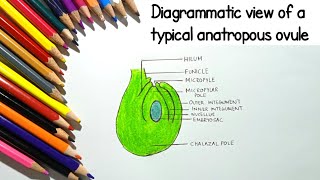 Structure of ovule diagrammatic representation class12 NCERT [upl. by Larry]