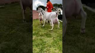 Cabras LECHERAS🐐😍shortvideo [upl. by Oringa148]