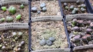 Titanopsis And Haworthia Seedlings Update [upl. by Atived]