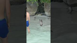 Interacting with the monkeys on the beautiful Phi Phi Islands Thailand 🇹🇭 [upl. by Okechuku]