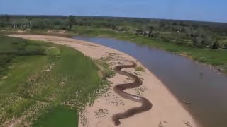 Giant Anaconda  Worlds longest snake found in Amazon River  Joke Kh Post [upl. by Keener448]