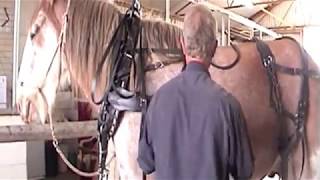 Harnessing Buster the Clydesdale [upl. by Anyah]