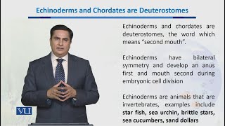 Echinoderms amp Chordates are Deuterostomes  Biodiversity amp EvolutionII  BT201Topic045 [upl. by Mcwilliams260]