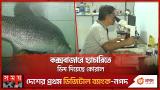 সমুদ্রের কোরাল এবার হবে চাষ  Coxs Bazar News  Koral Fish  Fisheries in Bangladesh [upl. by Knudson]