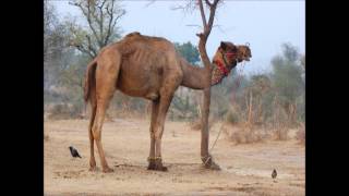 Il Verso Del Cammello Video Interattivo [upl. by Babette542]