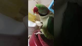 Swiming poolbhojpurisong parrot birdslover bhavyalife3146 [upl. by Hannan]