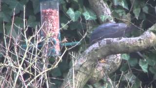 roofvogel achter in de tuin [upl. by Hunsinger]