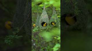 Beautiful Nature  birds home  🐦💗biutyfulbirdshomelovely Subscribe Please [upl. by Wilkison664]