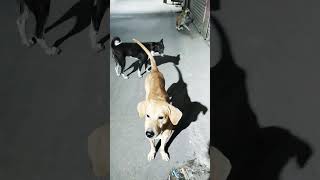 cutebabydogidogidogvideo dogcutemomment love ❤❤❤❤❤❤ [upl. by Coleen]