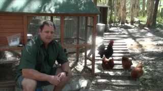 Worm Mite amp Lice All In One Treatment For Chickens amp Quail Ivermectin [upl. by Odlaniger]